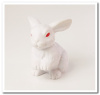 MAF-049 White Rabbit